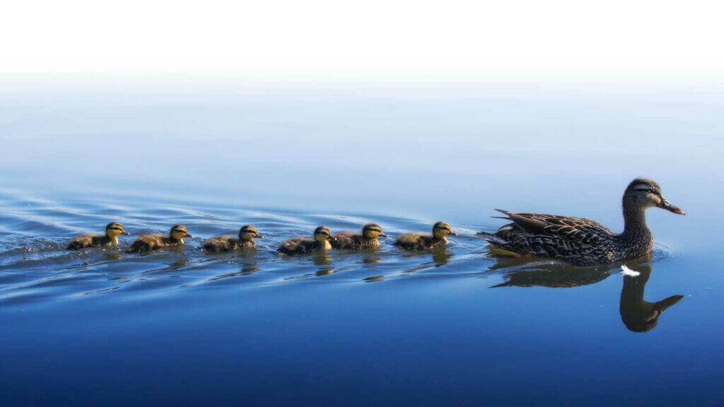 A family of ducks swimming together.
