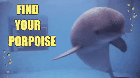 A purpose-driven dolphin in an aquarium undergoing training.