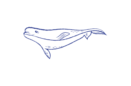 A drawing of a whale on a white background available for Yearly Pricing.