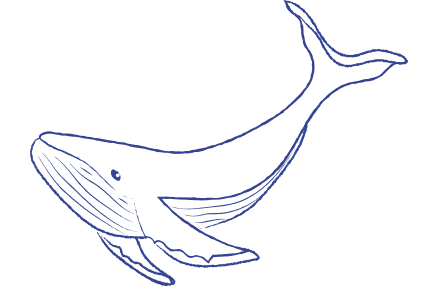 A drawing of a whale on a white background.
