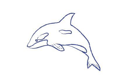 A dolphin drawing on a white background.