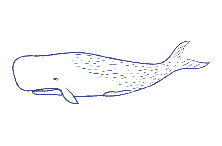 A whale drawing on a white background.