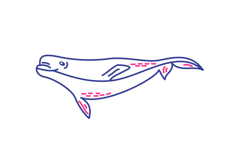 An illustration of a whale in blue and pink, showcasing the knowledge and documentation needed for employee training.